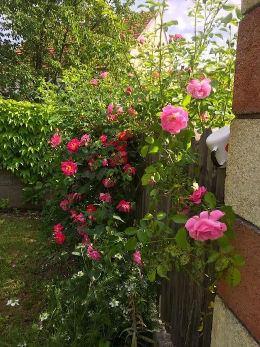 Ferienhaus Mit Garten In Thermennaehe Strebersdorf Exteriör bild
